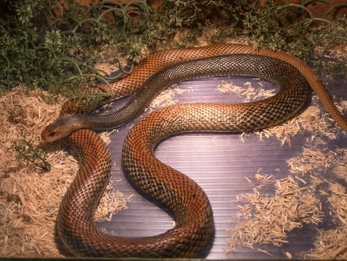 Australian coastal taipan