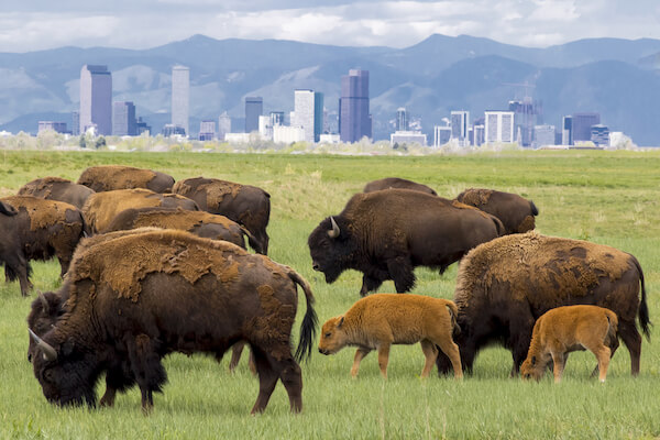 colorado bison refuge