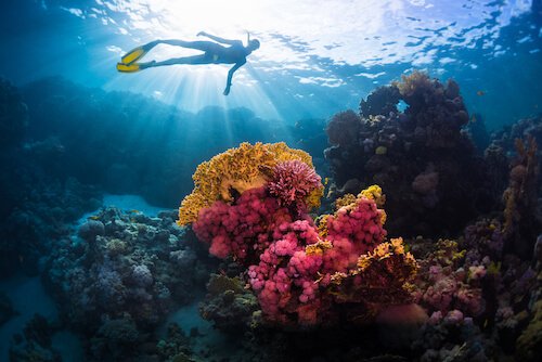 The world's largest coral reef system - Great Barrier Reef