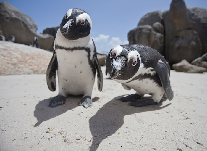 curious young African penguins