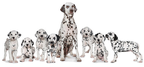 dalmatian dogs and puppies