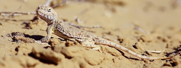 Desert Lizard