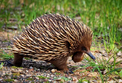 Echidna: animals in Australia