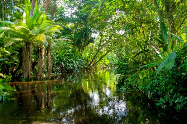 Yasuni National Park in Ecuador