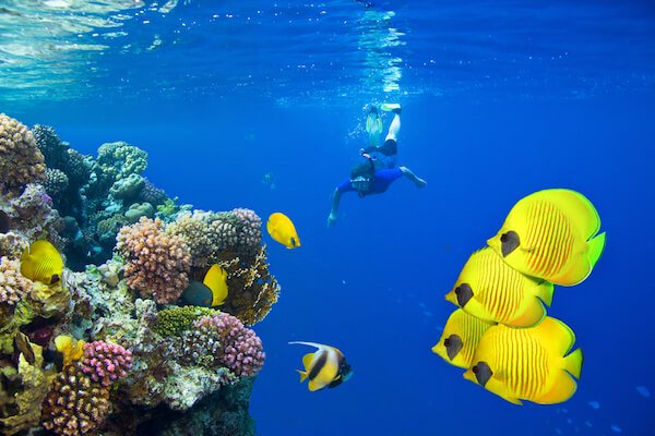 Diver in Egypt's Red Sea