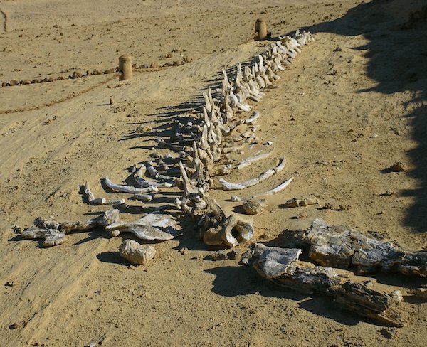 Ossements fossiles au Wadi Al Hitan - Vallée des Baleines - image de l'UNESCO Véronique Dauge