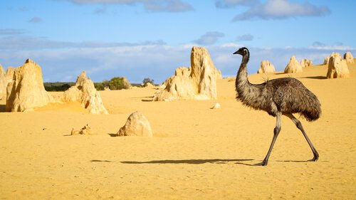 Emu in Pinnacle Desert - Numbung National Park in Australia - image by Neale Cousland