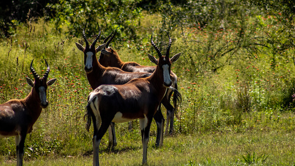 blesbok