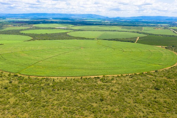 Eswatini sugar cane field