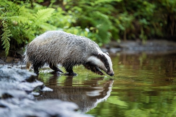 european badger