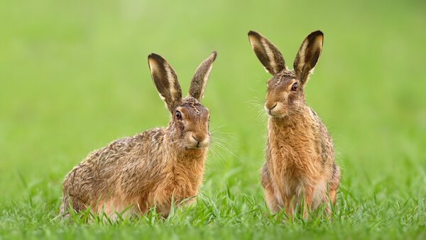 european hare