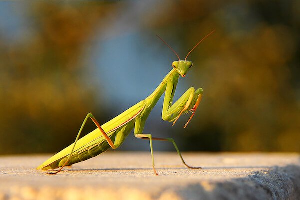 european mantis