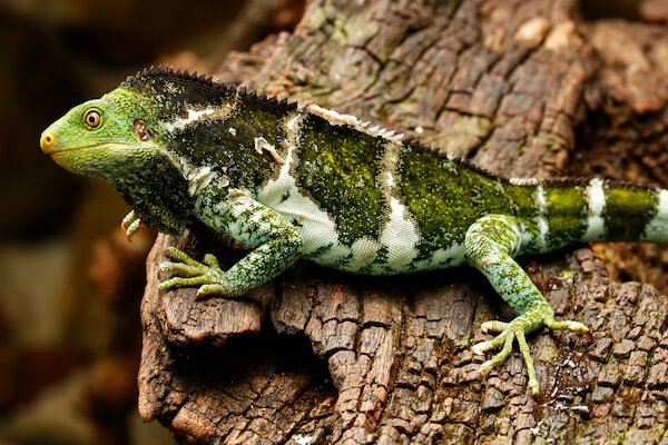 Fijian crested iguana