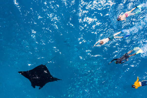 Swim with manta rays in Fiji
