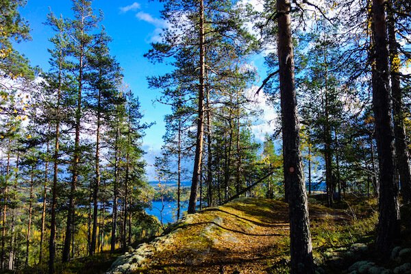 Forest in Finland - image by Tonis Valing