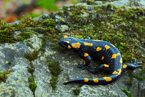  Salamandra de fogo