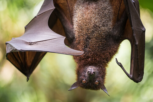 Flying fox hanging from tree