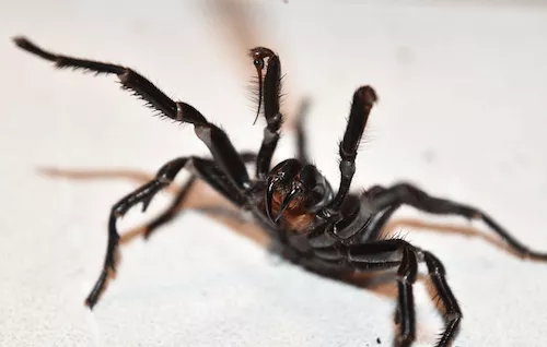Sydney Funnel-web spider - image by Australian Reptile Park