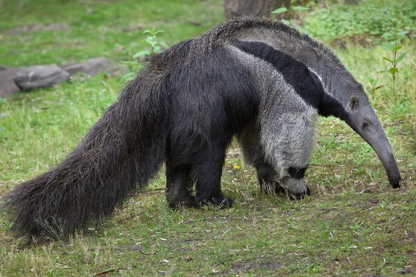 Giant anteater in Guyana
