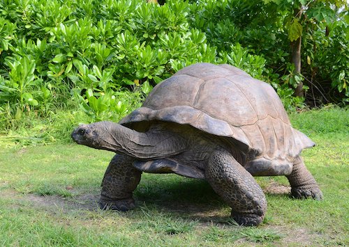 Giant tortoise in the Seychelles