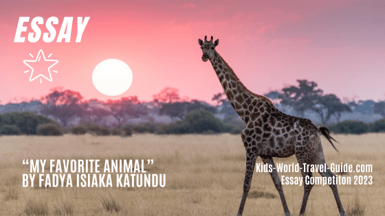 favourite animal giraffe essay