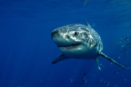 Great white shark by David P Stephens/shutterstock.com