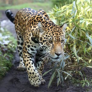 Jaguar