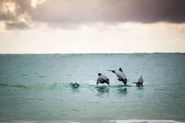Hector dolphins in New Zealand