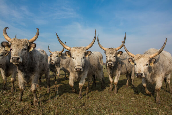 Hungarian cattle