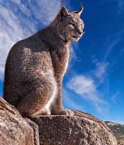 Iberian lynx