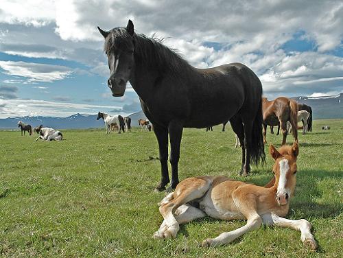 Icelandic horse by siggakr at sxc.hu