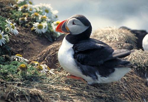 Puffin at Latrabjarg by gregi at sxc.hu