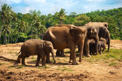 Asian elephants