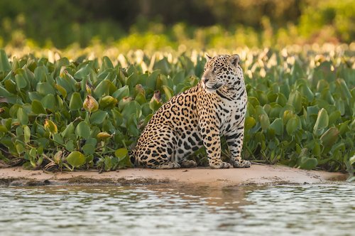 Jaguar - national animal of Brazil