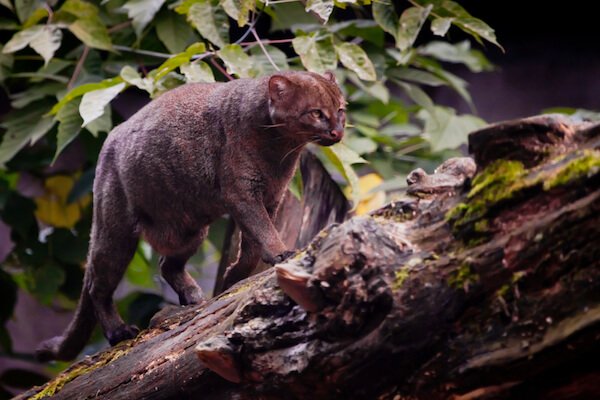 Jaguarundi feral cat with slender body and broad tail