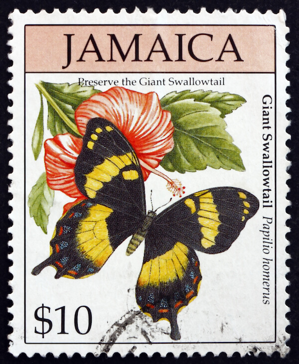 jamaica butterfly