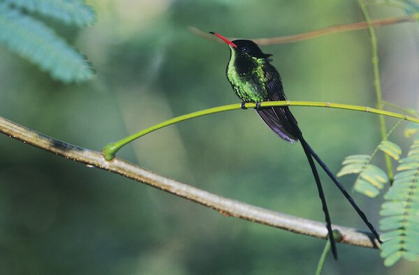Red billed streamer bird - Jamaican national bird