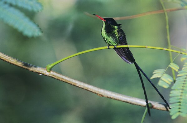 Rotschnabel-Stromlinienvogel - Jamaikas Nationalvogel