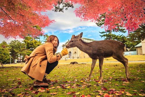 japan_nara_deer