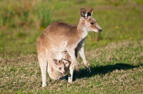 Kangaroo and baby