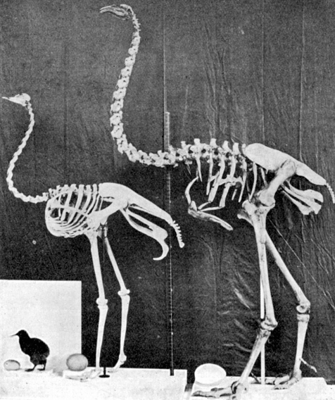 kiwi, ostrich and moa comparison - image from wikimedia wikicommons