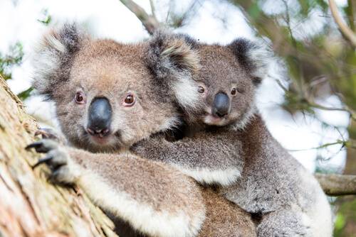 rør At opdage masse Animals in Australia | Australian Animals you should know | Wildlife