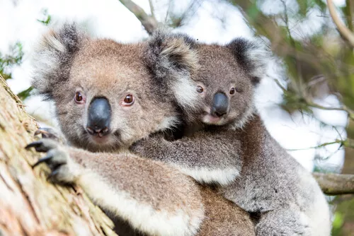 Koala - typical Australian animal