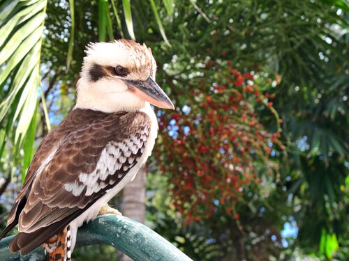 Kookaburra sits on an old gum tree...