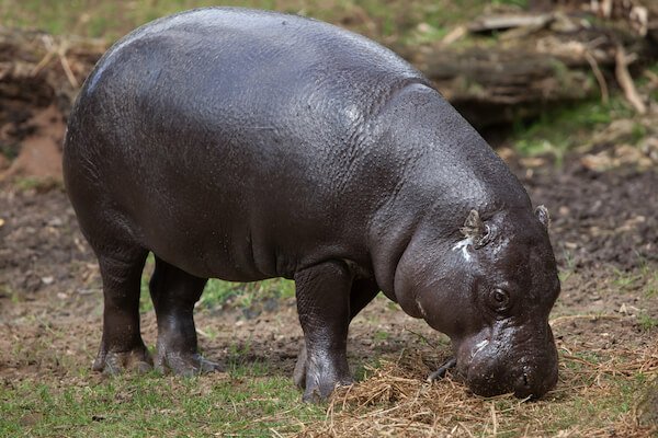 pygmy hippo