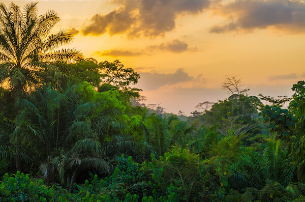 Liberia rainforest - image by Fabian Plock