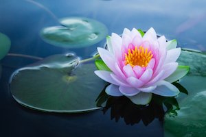 Vietnam Facts: The lotus flower is the national flower of Vietnam