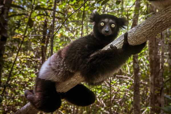 madagascar indri