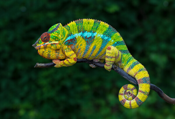 Madagascar panther chameleon