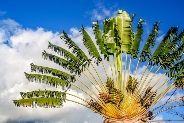 Ravenala palm tree
